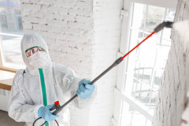 Best Environmental Consulting for Mold Prevention  in White Rock, NM